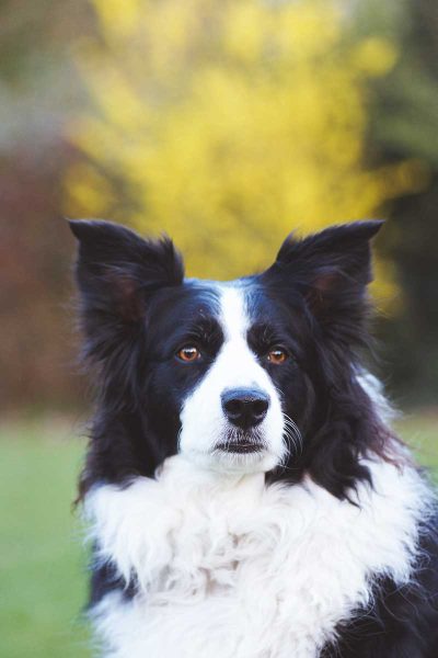 collie-dog-low-res